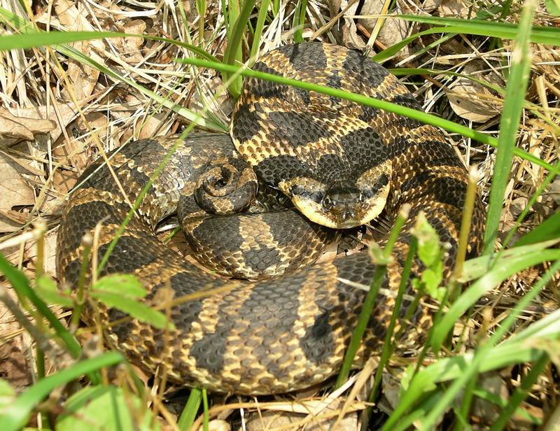 The Buckeye Herps Blog Massasauga Rattlesnakes in Niles, Michigan